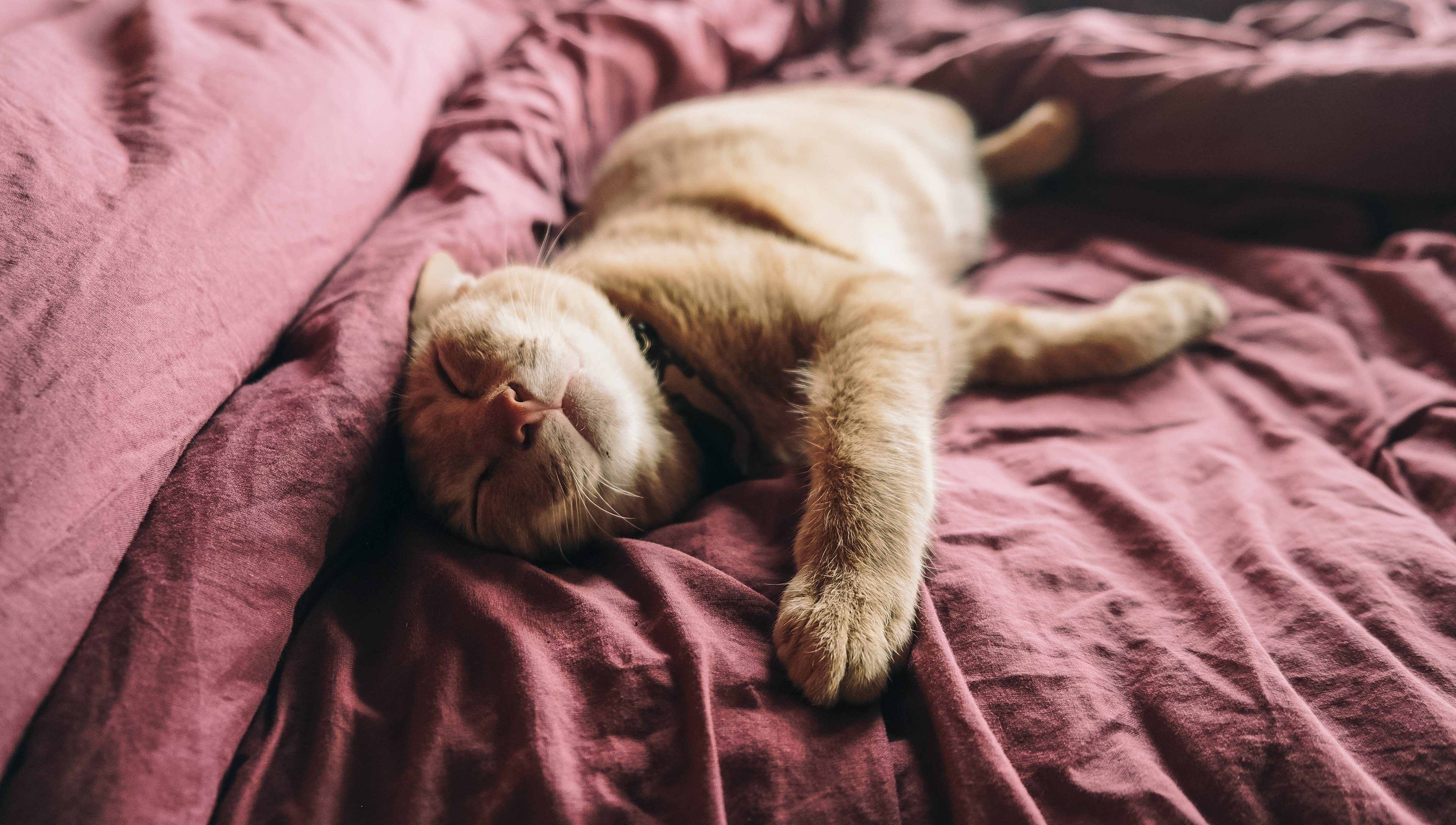 Calming Scents That Help You Catch Z’s