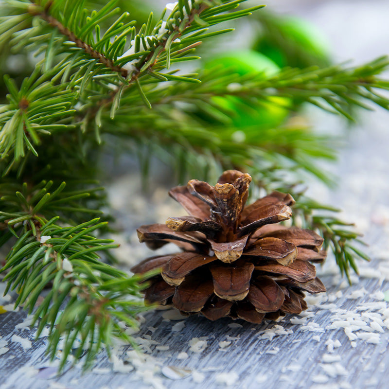 Balsam & Cedar